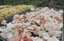 德江堰塘乡食用菌上市了