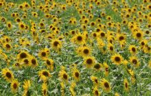 德江县合兴镇千亩油葵花正艳