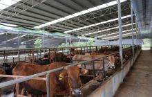 德江复兴镇大力发展肉牛养殖