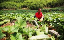 致富南瓜俏市场