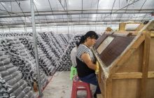 煎茶镇新场食用菌合作社接种忙