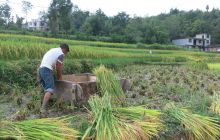 松桃木树镇村民收割稻谷忙