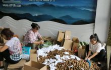 德江野生猕猴桃网销热