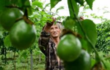 松桃百香果·果飘香