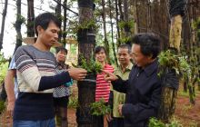 松桃长兴堡镇种植铁皮石斛带领群众脱贫