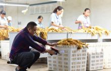 德江烟叶信息化收购服务掠影