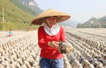 敖寨乡中华山集体经济食用菌采摘忙