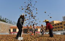 松桃:小油茶做成大产业