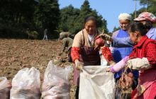 德江沙溪乡试种200亩脱毒甘薯喜获丰收