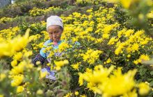 菊花开处幸福来