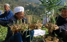 德江县潮溪村生姜获丰收