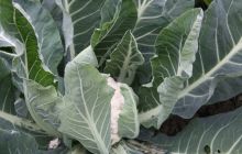 德江县合兴镇鸟坪果蔬产业园初显成效