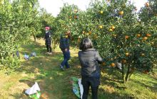 松桃:游客在大坪干串采摘本地柑子忙