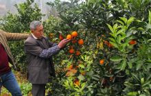 德江长堡镇脐橙丰收了