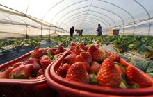 休闲农业鼓起农民“钱袋子”