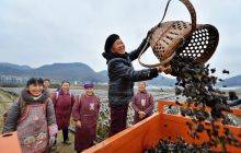 松桃孟溪镇黑木耳种植一路欢歌奔小康