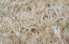 我市部分地区出现银装素裹景象