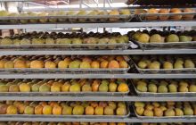 德江3000吨鲜罗汉果远销省外