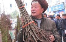 栽培果木成为松桃农村新时尚