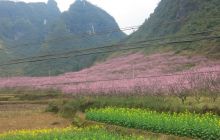 松桃寨英桃花烂漫