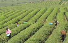 松桃普觉忙采明前茶