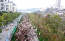 松桃县城樱花绽放春光美