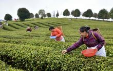 春茶吐新芽 茶农笑颜开