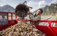印江县木黄镇黑木耳助脱贫