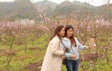 德江堰塘乡高家湾桃花开农家笑游人乐