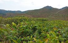 德江沙溪乡万亩生态茶园长势良好