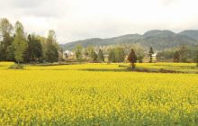 德江合兴镇万亩油菜花开正当时