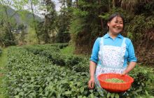 印江县罗场乡:春茶采摘忙 增收致富喜