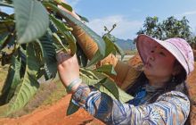 松桃:发展特色产业 助力脱贫攻坚