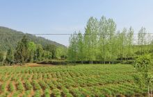 松桃大路村千亩百合基地一片葱茏