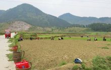 松桃:普觉生态草皮基地除草施肥忙