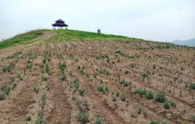 德江高山贵春花海初具雏形