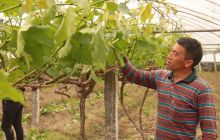 德江龙泉乡加强精品水果葡萄田间管理