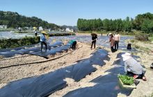 松桃县寨英镇大力发展蔬菜种植助力脱贫攻坚