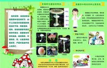 【公益广告】预防野生菌中毒