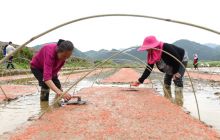 春晖使者回乡创业 开创农业发展新天地