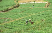 松桃:迓驾镇新寨村百余亩百合长势良好 