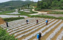 松桃:长兴堡镇小地村发展200亩烤烟助推老百姓精准脱贫