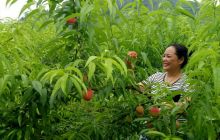 寨英黑冲桃子熟了邀你来采摘