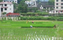 松桃:苗乡群众栽植水稻秧苗忙