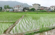 松桃:普觉万亩大坝实现秧苗满栽满插