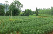 松桃:大路镇千亩百合长势良好