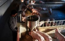 松桃推行1211生猪代养模式为贫困群众架起致富桥