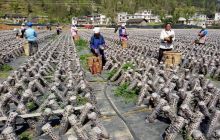 德江县桶井乡同心社区食用菌基地采摘忙