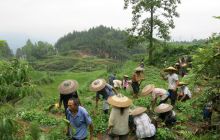 松桃:迓驾200亩丹参基地除草施肥忙