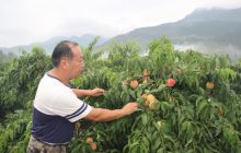 寨英水源村300亩红桃成熟